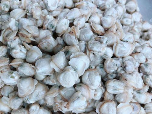 Hến-duoc-ban-tai-RawPro - Cửa hàng Protein tươi sống
