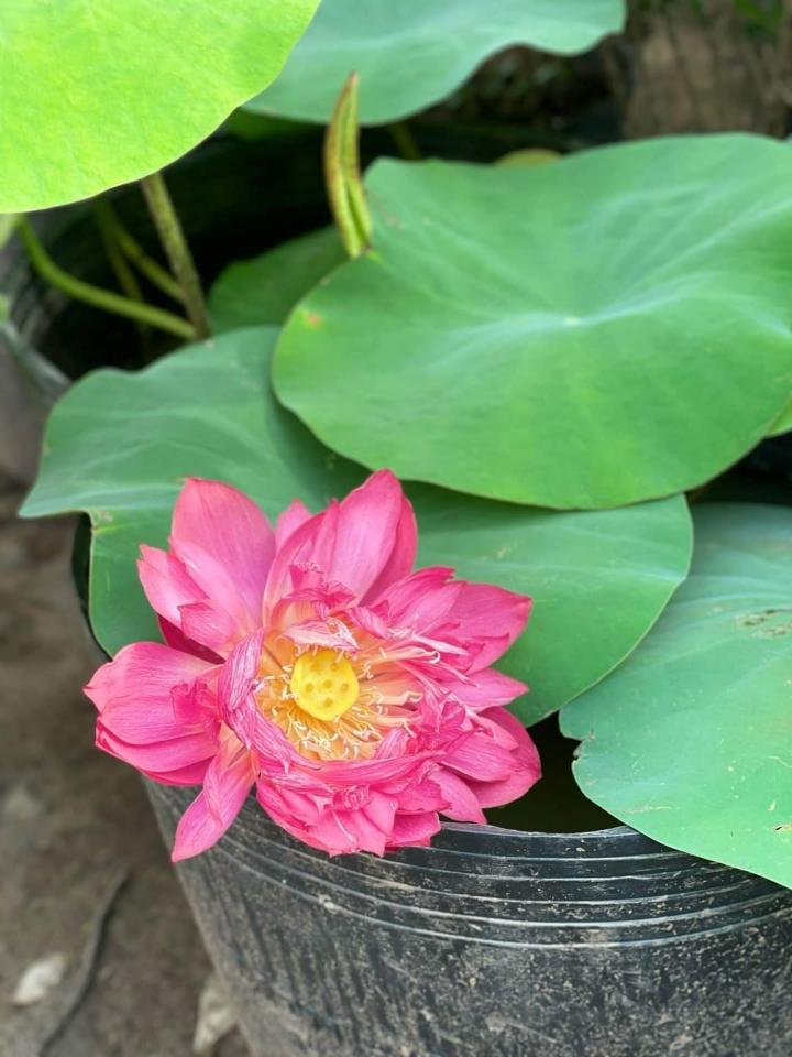 Sen -duoc-ban-tai-Asaly Garden