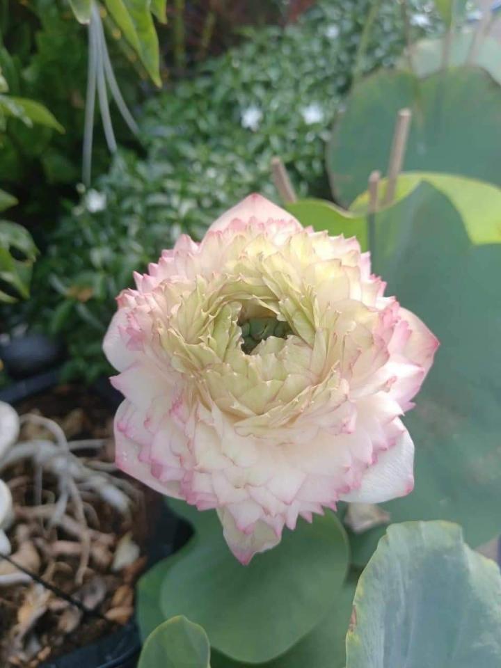 Sen -duoc-ban-tai-Asaly Garden