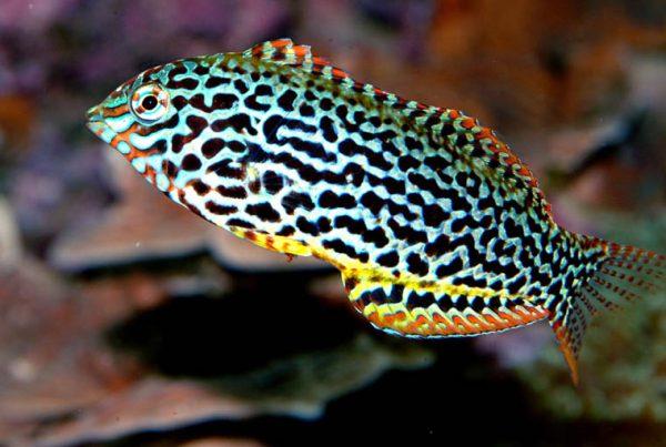 Cá Mó Da Báo – Leopard Wrasse-duoc-ban-tai-Econeo1801