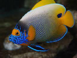 BLUEFACE ANGEL-duoc-ban-tai-Econeo1801