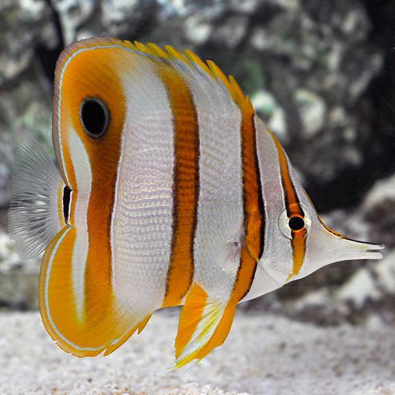 ĐÀO HỌC TRÒ-COPPERBAND BUTTERFLYFISH-duoc-ban-tai-Econeo1801
