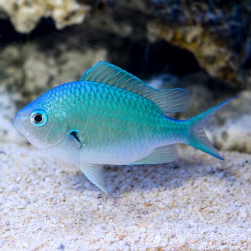 Cá Thia Lá Mạ – Blue Green Chromis-duoc-ban-tai-Econeo1801