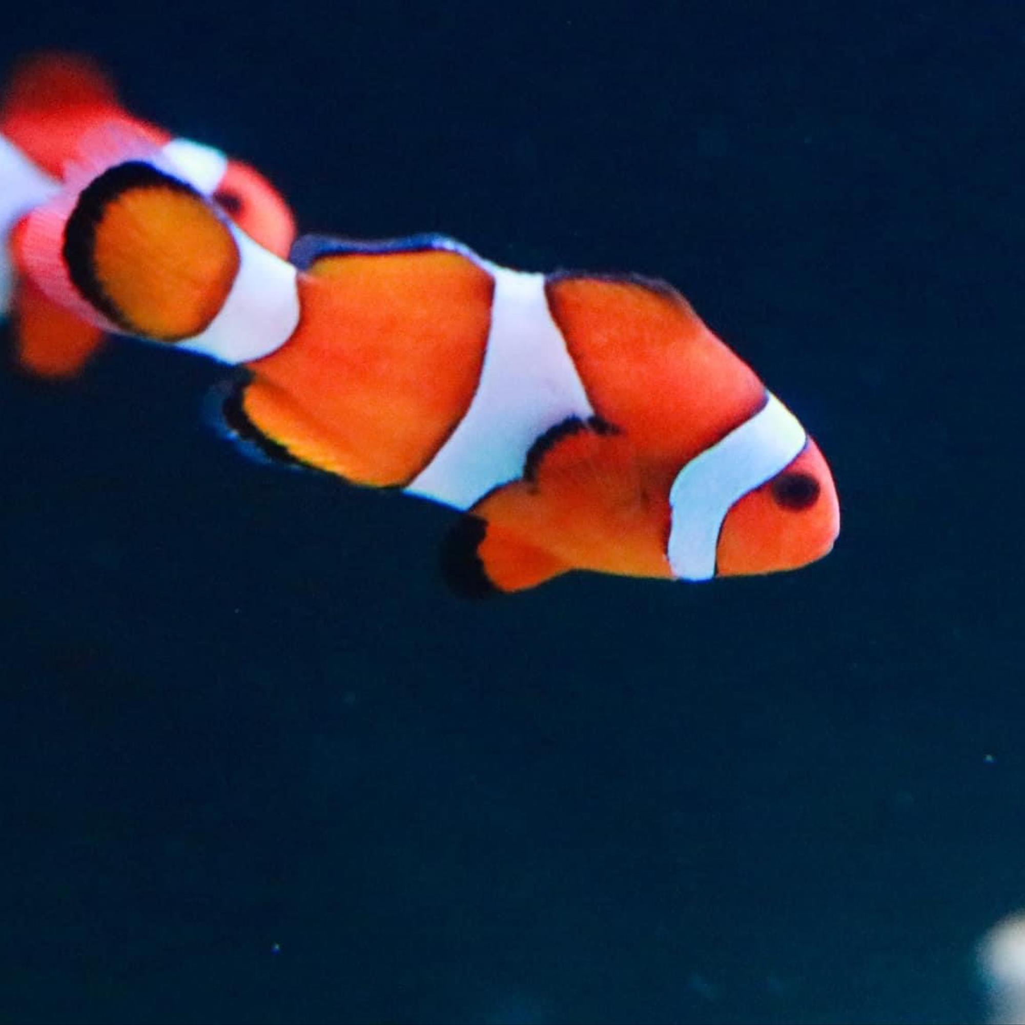 NEMO TỰ NHIÊN - (anemonefish hay clownfish)-duoc-ban-tai-Econeo1801