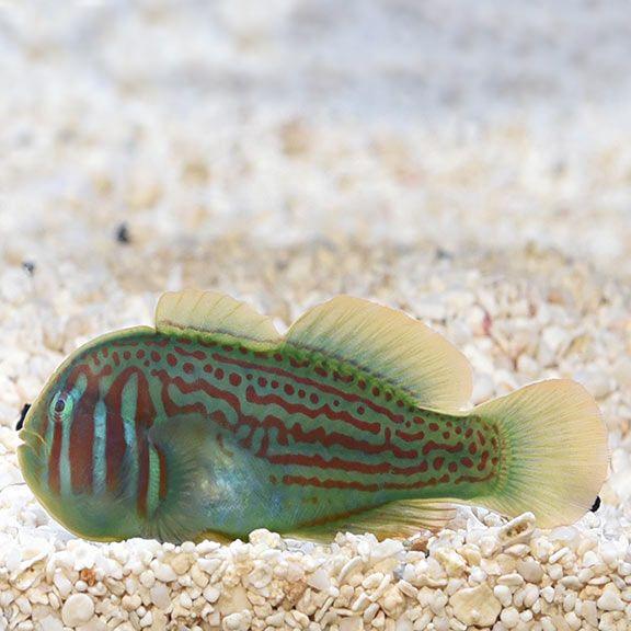 BỐNG HỀ XANH-GREEN CLOWN GOBY-duoc-ban-tai-Econeo1801