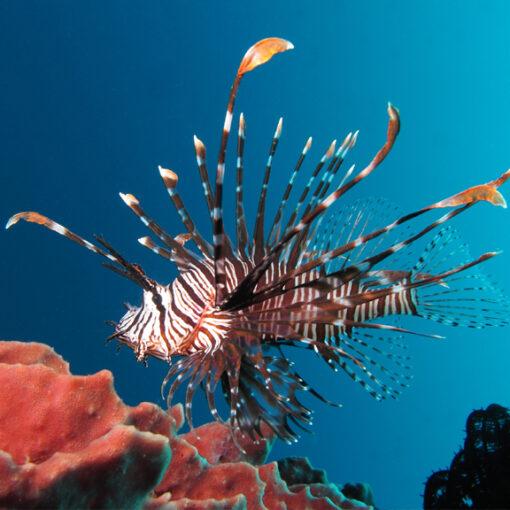 Cá Mao Tiên – Lionfish-duoc-ban-tai-Econeo1801