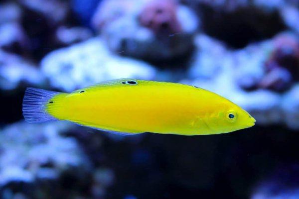 MÓ CHUỐI - YELLOW WRASSE-duoc-ban-tai-Econeo1801