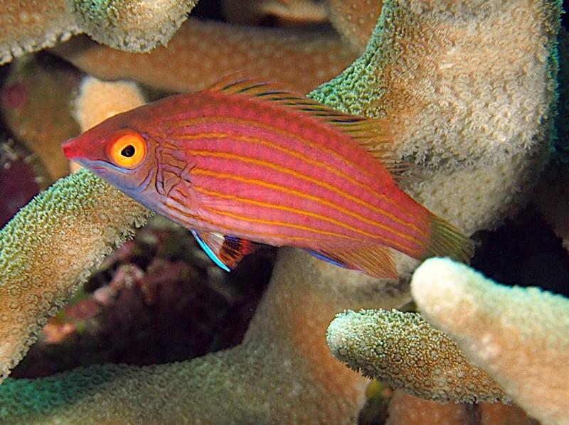 Cá Mó Sixline  Đỏ – Six Line Wrasse-duoc-ban-tai-Econeo1801