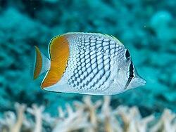 Đào đuôi cam-Chaetodon xanthurus-duoc-ban-tai-Econeo1801