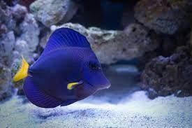 PURPLE TANG - TANG TÍM-duoc-ban-tai-Econeo1801