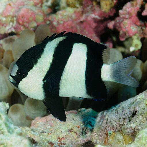 Cá Rô Đá – Three / Four Stripe Damselfish-duoc-ban-tai-Econeo1801