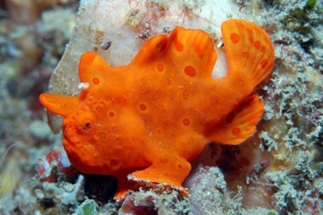 Cá Lã Vọng Đỏ – Red/ Orange Angler- Antennarius sp-duoc-ban-tai-Econeo1801