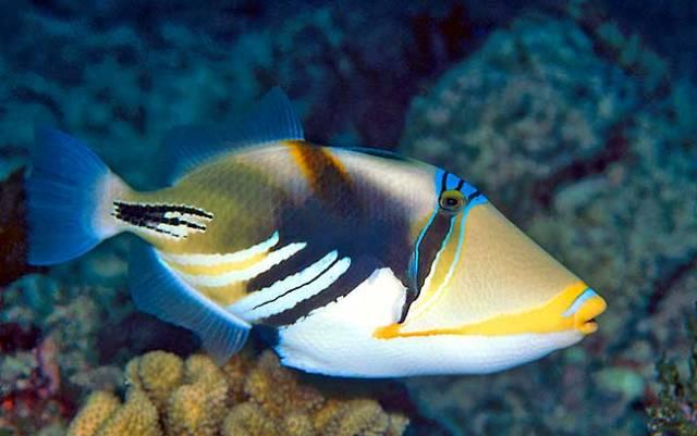 Cá Bò Picasso – Humu Picasso Triggerfish- Rhinecanthus aculeatus-duoc-ban-tai-Econeo1801