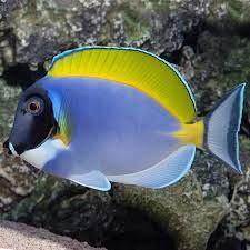 Nẻ Nhật – Powder Blue Tang-duoc-ban-tai-Econeo1801