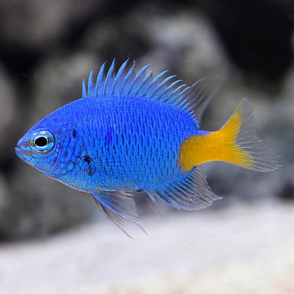 THIA XANH ĐUÔI VÀNG-YELLOWTAIL DAMSELFISH-duoc-ban-tai-Econeo1801
