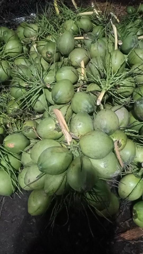 Dừa xiêm gọt trọc size bi 300- 400g (20 trái)-duoc-ban-tai-Nhà Tôi (Thiên Thần shop)