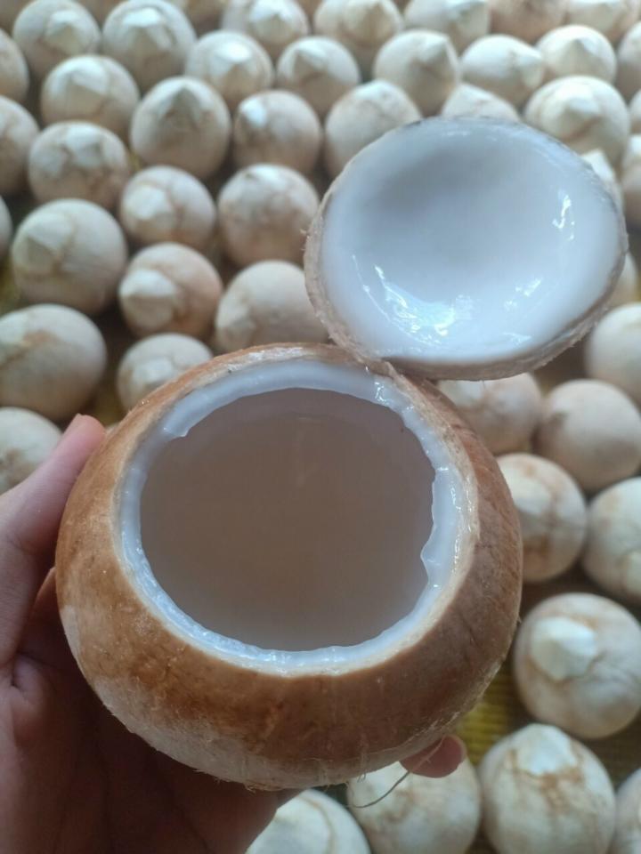Dừa xiêm gọt trọc size bi 300- 400g (20 trái)-duoc-ban-tai-Nhà Tôi (Thiên Thần shop)