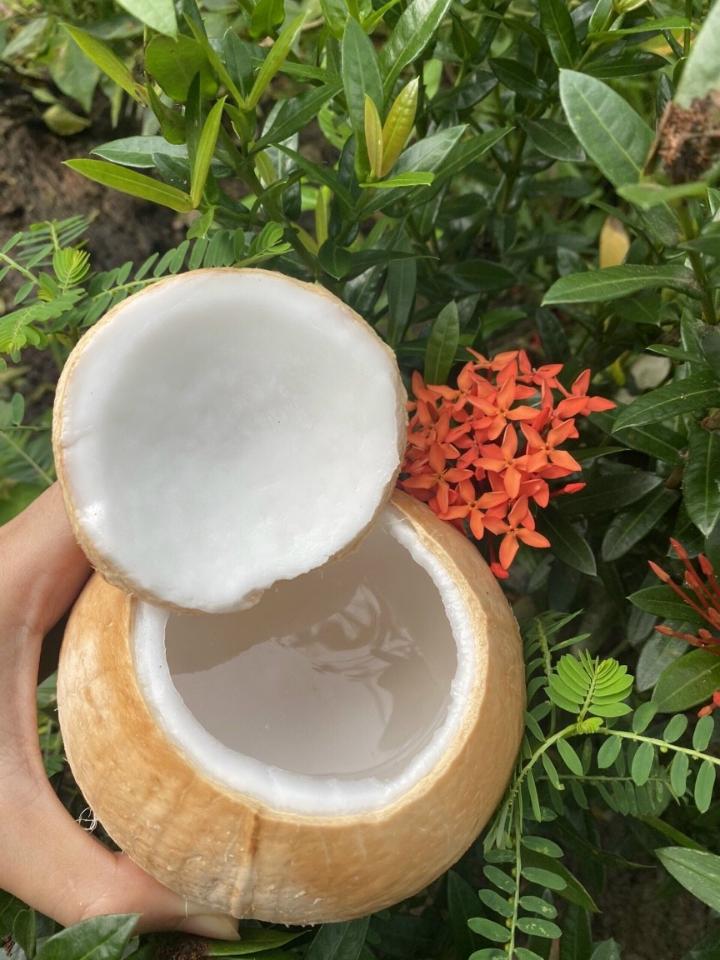 Dừa xiêm gọt trọc size bi 300- 400g (20 trái)-duoc-ban-tai-Nhà Tôi (Thiên Thần shop)