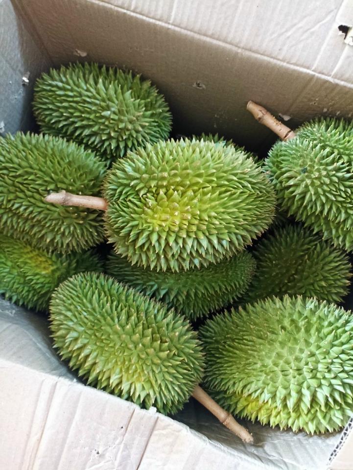 Sầu riêng 6 hữu 1kg-duoc-ban-tai-Nhà Tôi (Thiên Thần shop)
