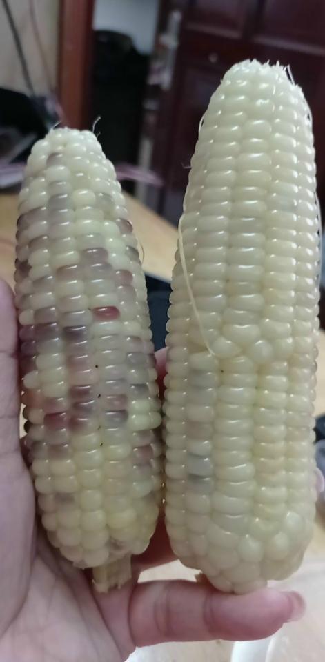 Bắp nếp thái hồng mini_3kg-duoc-ban-tai-Nhà Tôi (Thiên Thần shop)