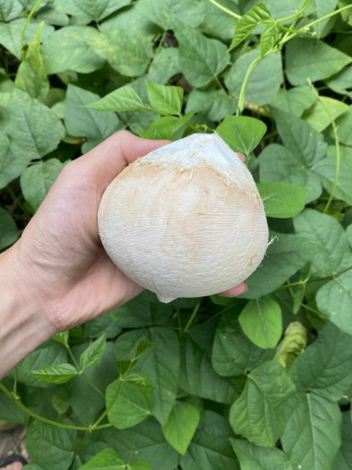 Dừa xiêm gọt trọc size bi 300- 400g (20 trái)-duoc-ban-tai-Nhà Tôi (Thiên Thần shop)