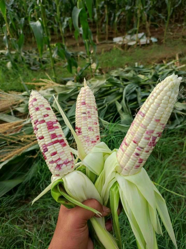 Bắp nếp thái hồng mini_3kg-duoc-ban-tai-Nhà Tôi (Thiên Thần shop)