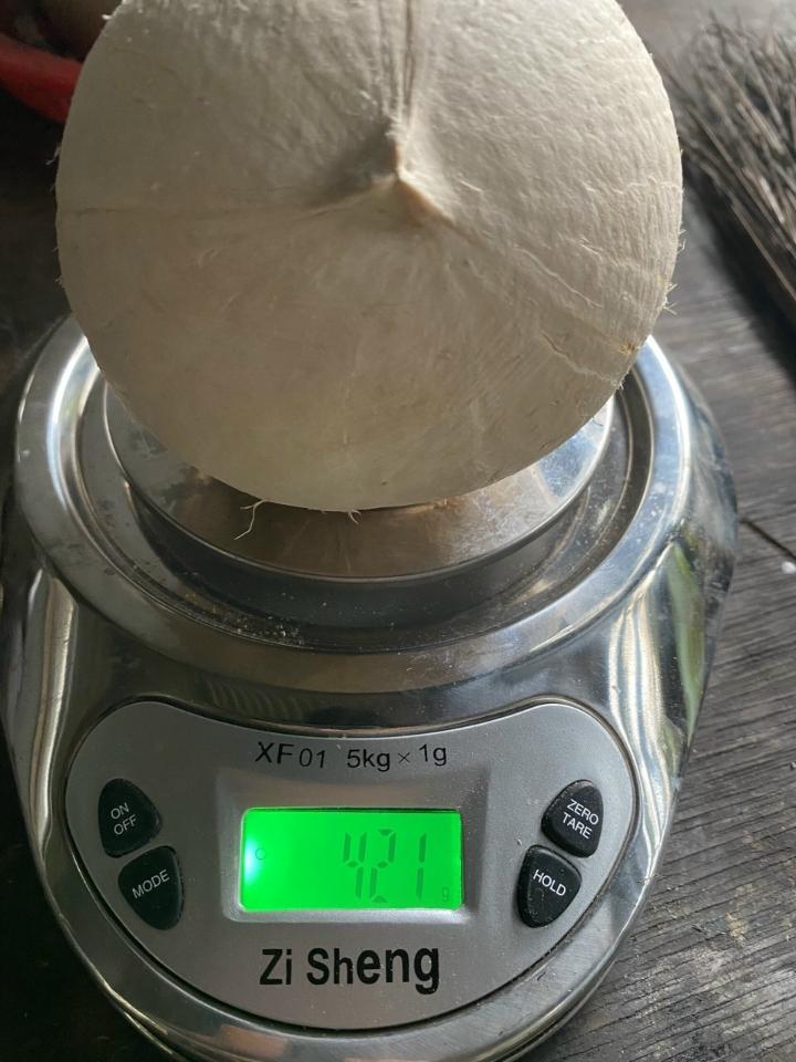 Dừa xiêm gọt trọc size bi 300- 400g (20 trái)-duoc-ban-tai-Nhà Tôi (Thiên Thần shop)