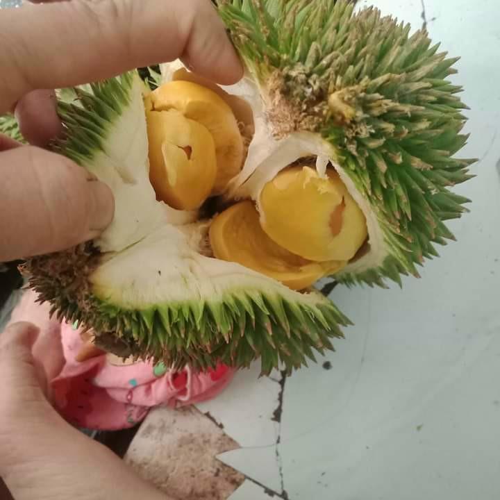 Sầu riêng 6 hữu 1kg-duoc-ban-tai-Nhà Tôi (Thiên Thần shop)