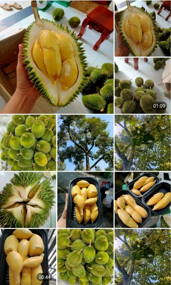 Sầu riêng 6 hữu 1kg-duoc-ban-tai-Nhà Tôi (Thiên Thần shop)