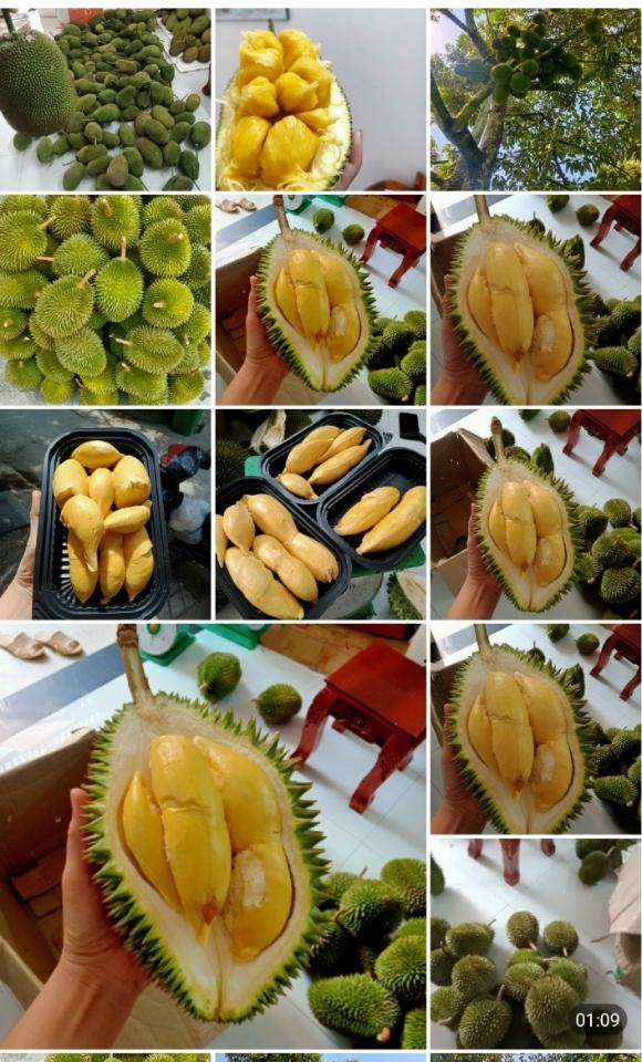 Sầu riêng 6 hữu 1kg-duoc-ban-tai-Nhà Tôi (Thiên Thần shop)