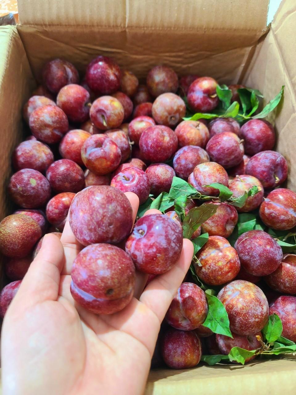 Mận hậu-duoc-ban-tai-Organicstore