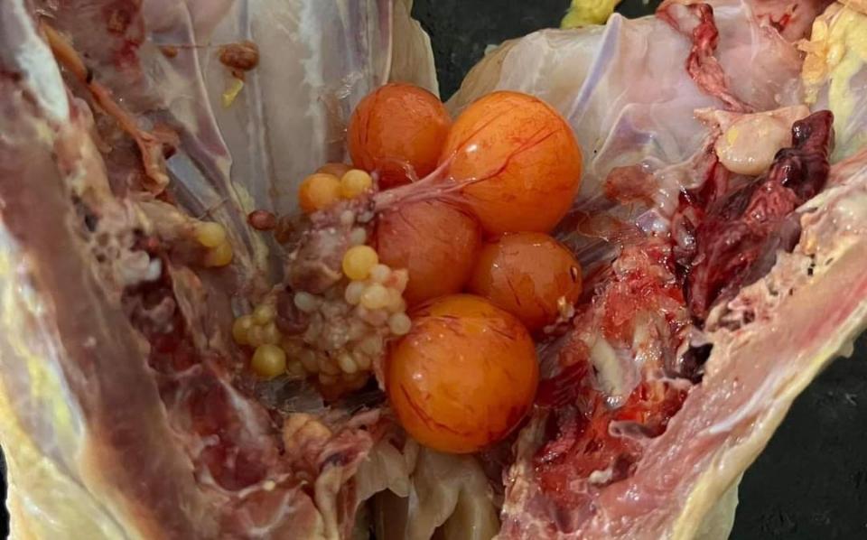 Gà mái dầu kèm trứng non-duoc-ban-tai-Organicstore