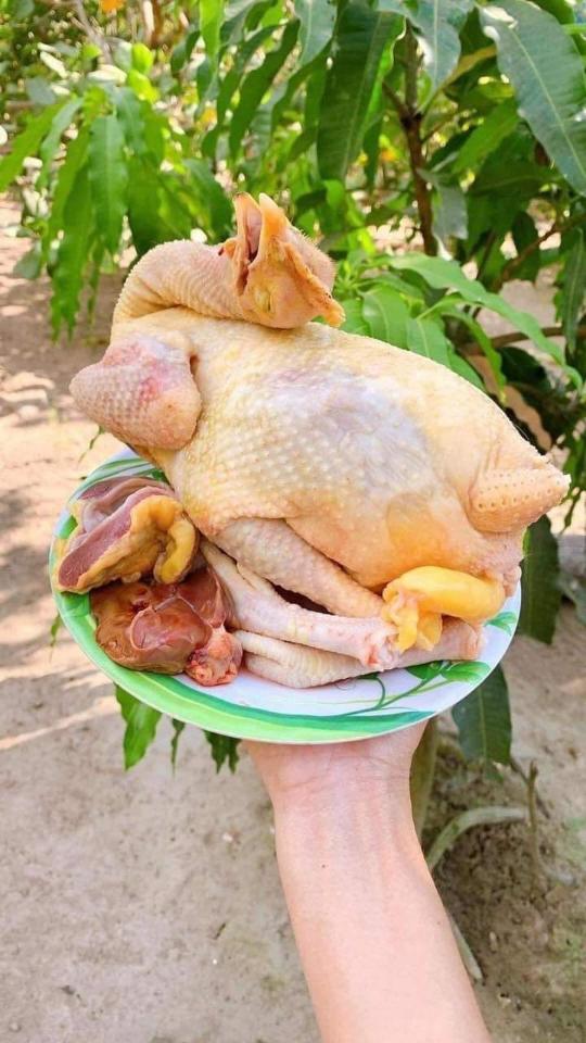 Gà mái dầu kèm trứng non-duoc-ban-tai-Organicstore