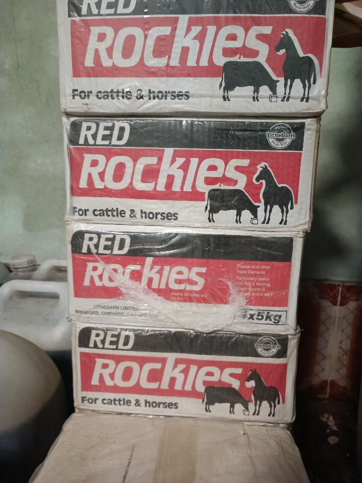 Đá liếm rockies-duoc-ban-tai-Thú y Thủy Vân - CH Nguyễn Đáng