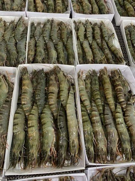 TÔM SÚ XUẤT KHẨU 20con  -duoc-ban-tai-hiền food thực phẩm đặc sản vùng miền