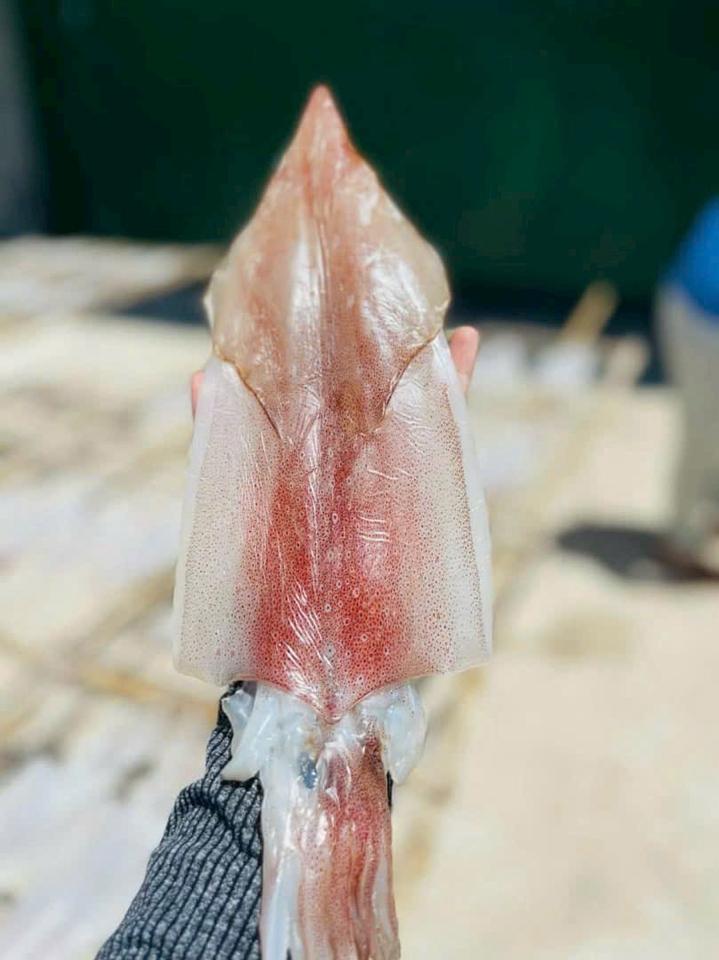 Mực 2N Size 6 con-duoc-ban-tai-PYLUCKFOODS - CỬA HÀNG THỰC PHẨM MAY MẮN VÀ HẠNH PHÚC