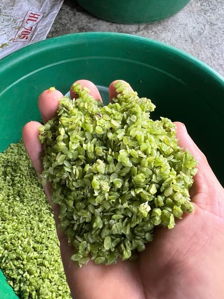 Cốm tươi Khau Phạ túi 1kg -duoc-ban-tai-Tiệm bánh Chum Chum - Ngọc Hồi