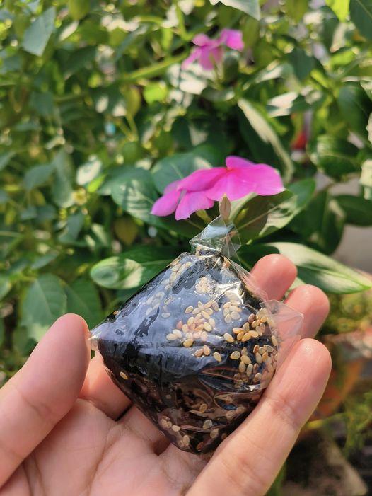 BÁNH ÍT LÁ GAI BÌNH ĐỊNH-duoc-ban-tai-Nhà của Mẹ Nghé Ngọ