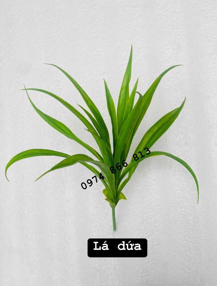 Lá dứa cụm 16 lá-duoc-ban-tai-Phạm Thuỳ Linh