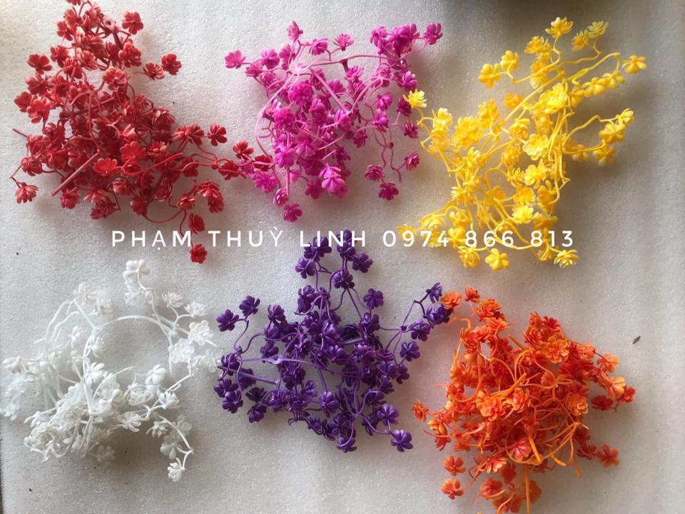Vẩy hoa nhựa-duoc-ban-tai-Phạm Thuỳ Linh