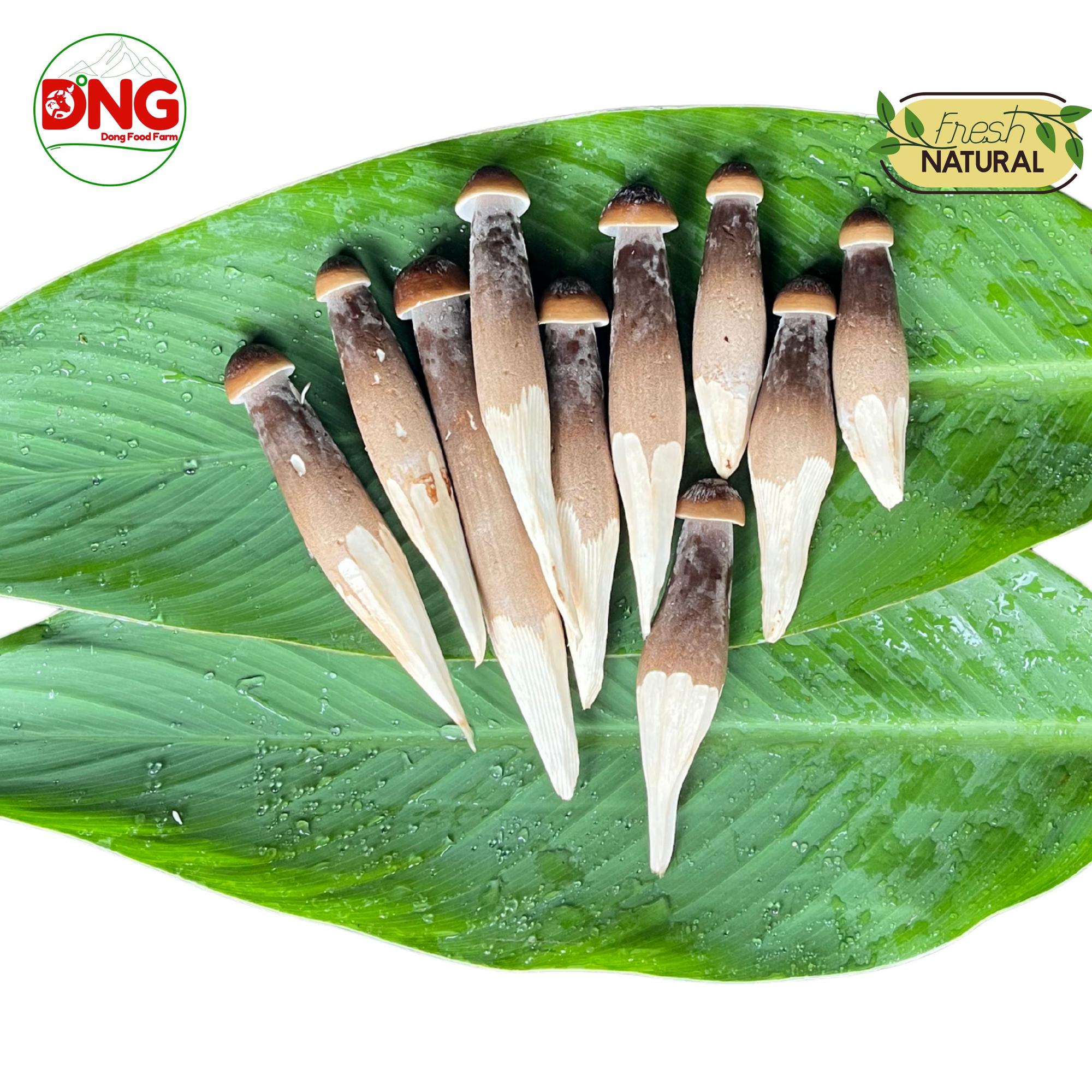 Nấm mối đen - Black Termitomyces Heim-duoc-ban-tai-Đông Food Farm