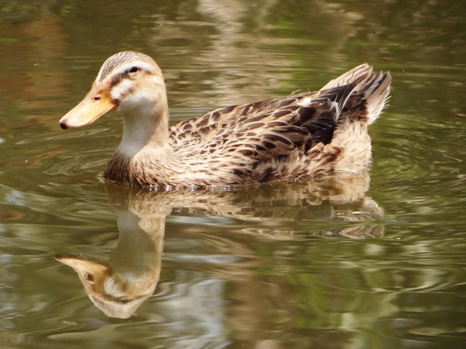 Vịt ta sống -duoc-ban-tai-Đông Food Farm