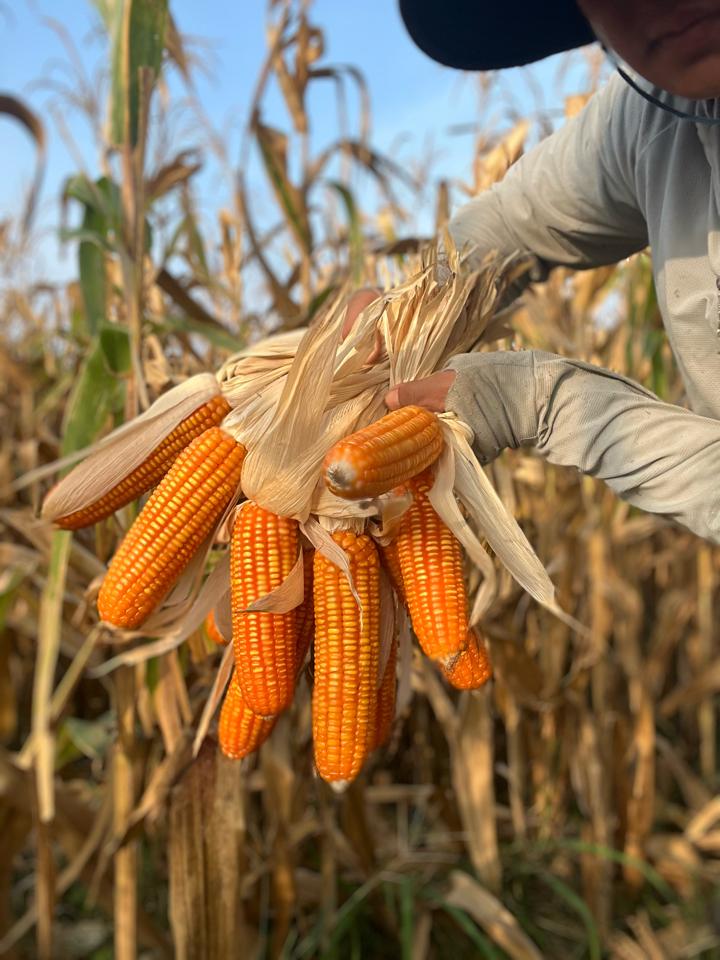 Combo 10 trái bắp đỏ khô trang trí-duoc-ban-tai-Đông Food Farm