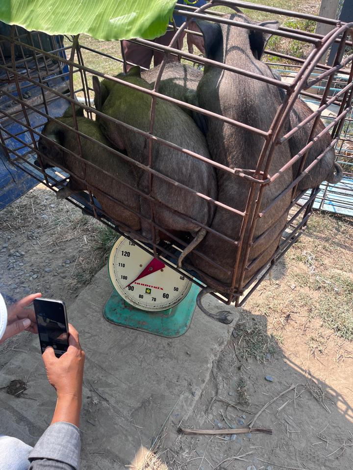 Heo rừng lai-duoc-ban-tai-Đông Food Farm