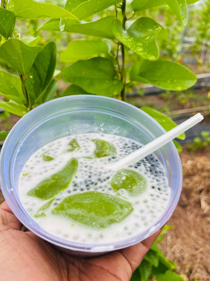 Lá sương sâm tươi nhà trồng -duoc-ban-tai-Đông Food Farm