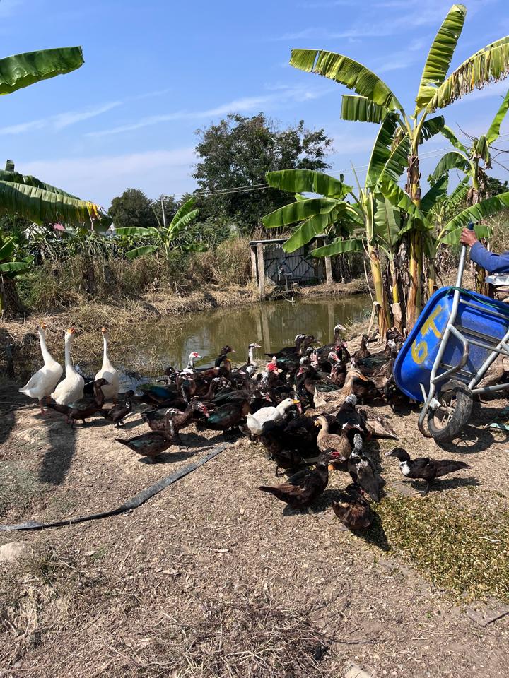  Vịt Xiêm-duoc-ban-tai-Đông Food Farm