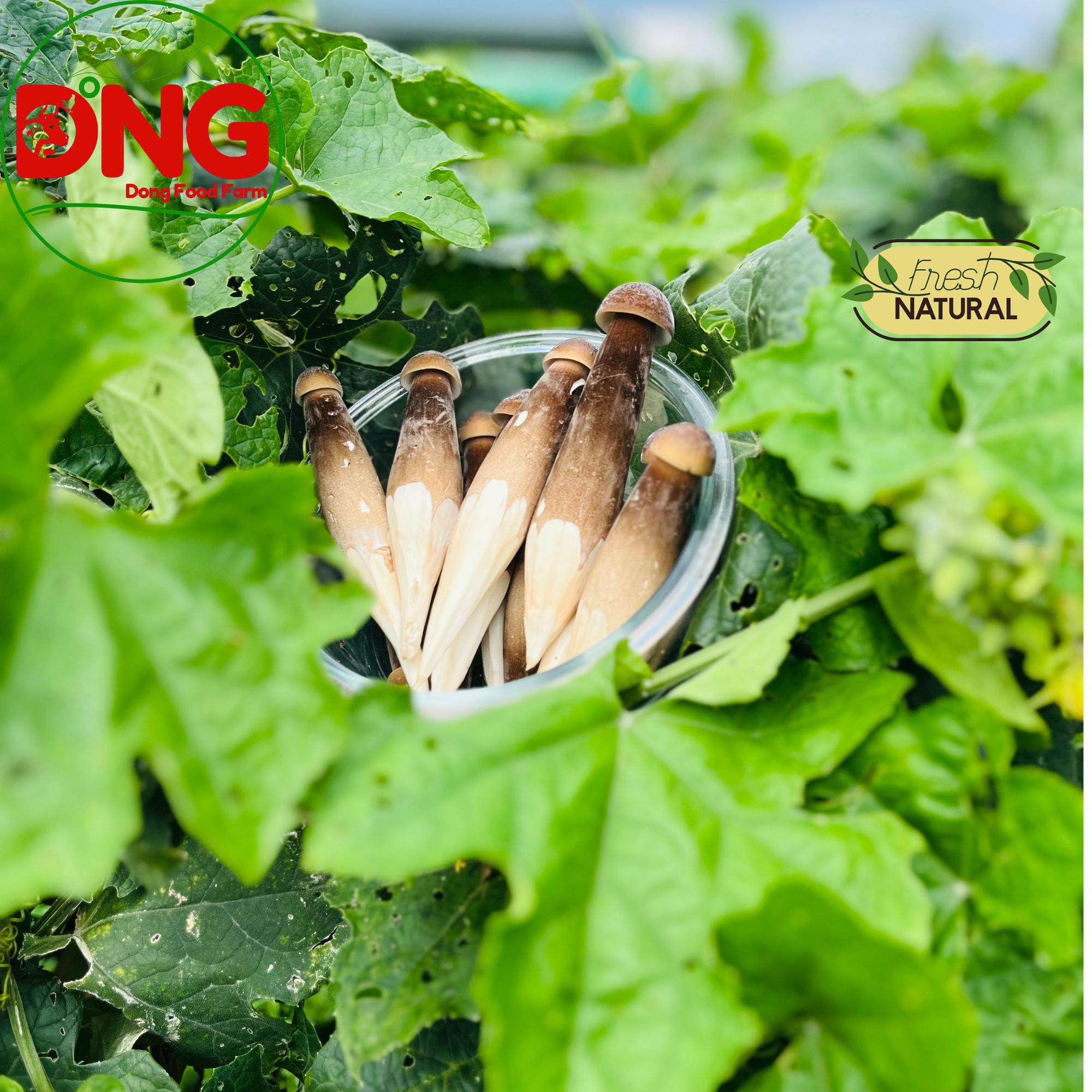 Nấm mối đen - Black Termitomyces Heim-duoc-ban-tai-Đông Food Farm