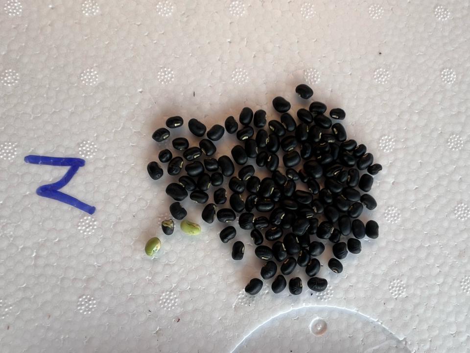 Đậu đen xanh lòng hạt nhỏ 1kg-duoc-ban-tai-Đông Food Farm