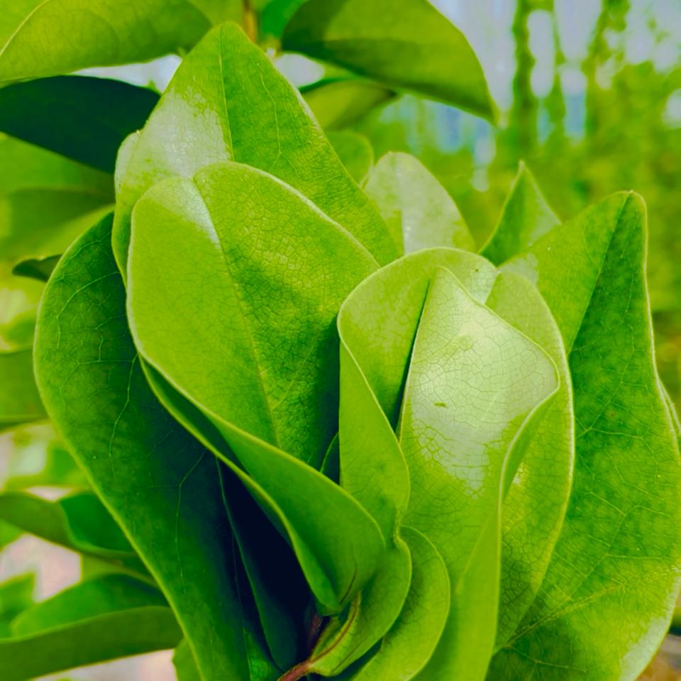 Lá sương sâm tươi nhà trồng -duoc-ban-tai-Đông Food Farm