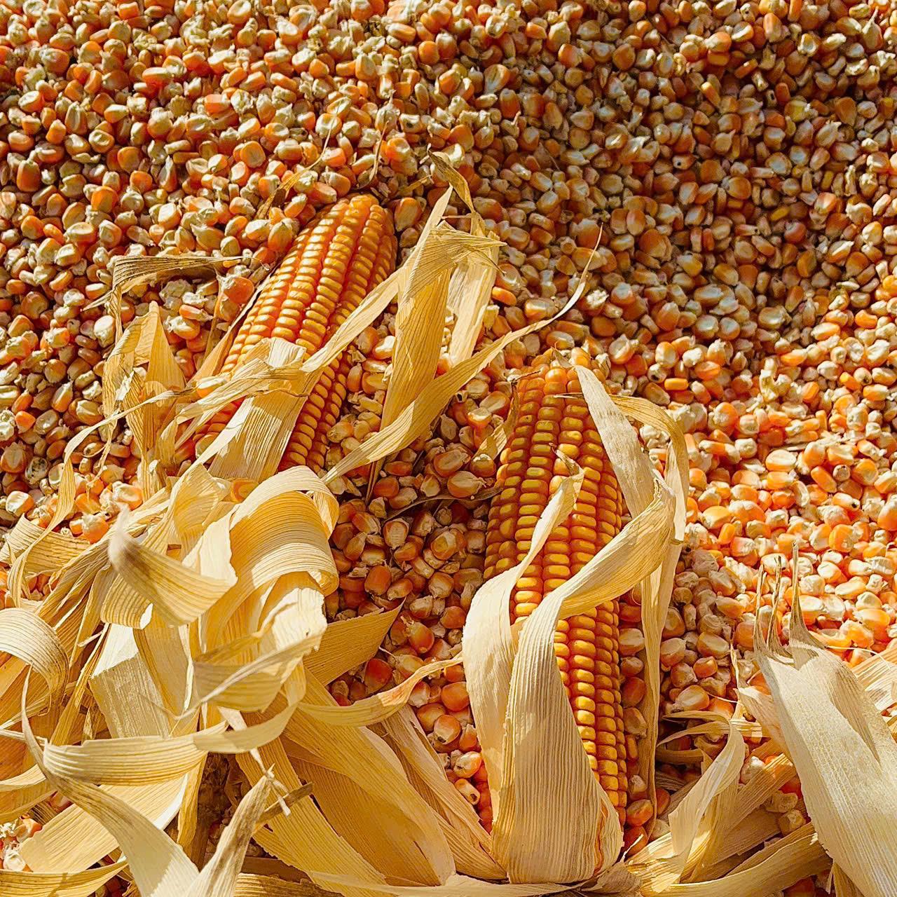 Bắp/Ngô Hạt Phơi Khô Tự Nhiên 1kg - Làm Thức Ăn Cho Chim, Gà , Vịt Hạt Bắp Chăn Nuôi - Dry corn-duoc-ban-tai-Đông Food Farm